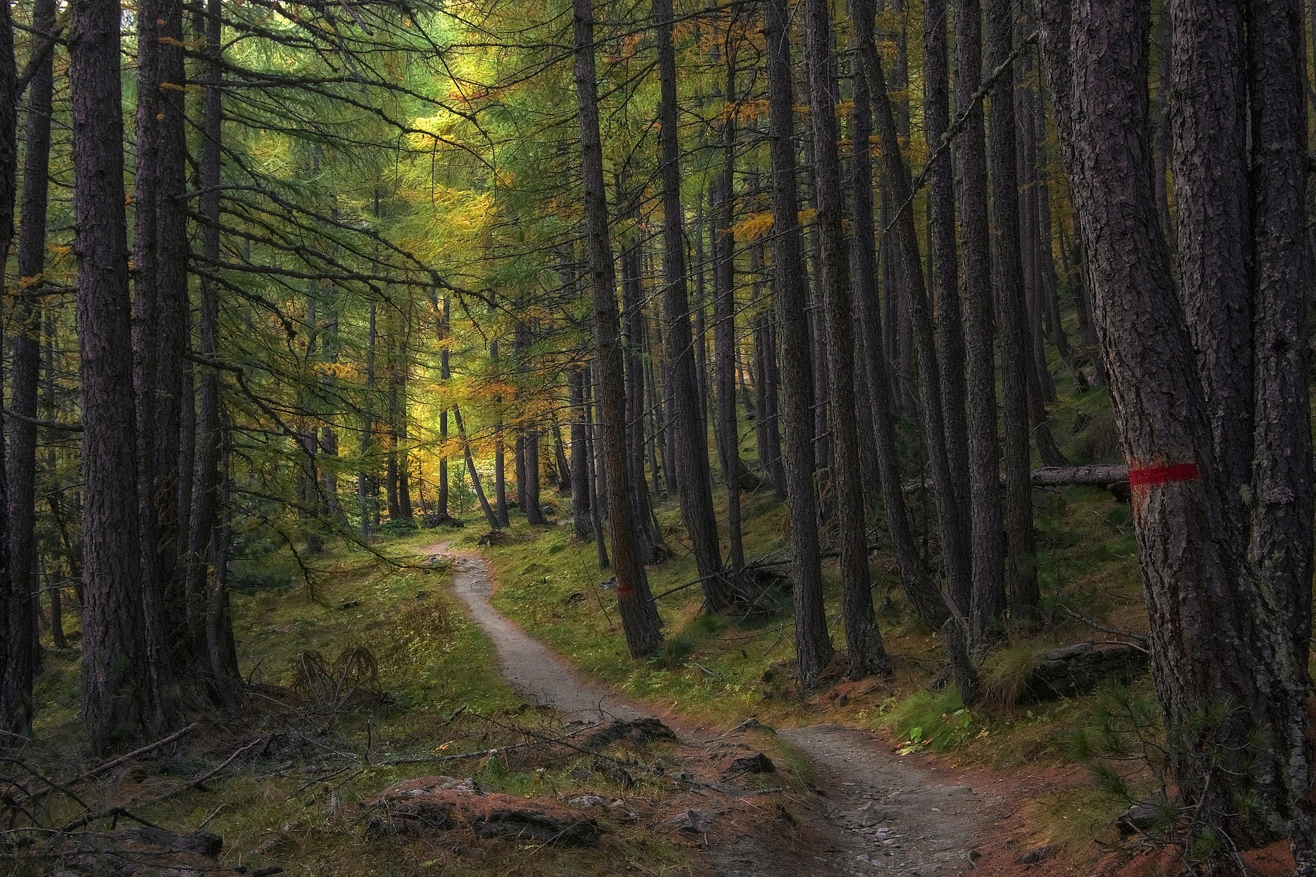 Wandelbos Philippine